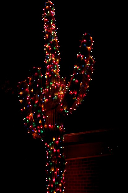 Saguaros dressed in Christmas lights